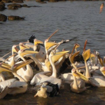 Pelicans on Lake Tana.